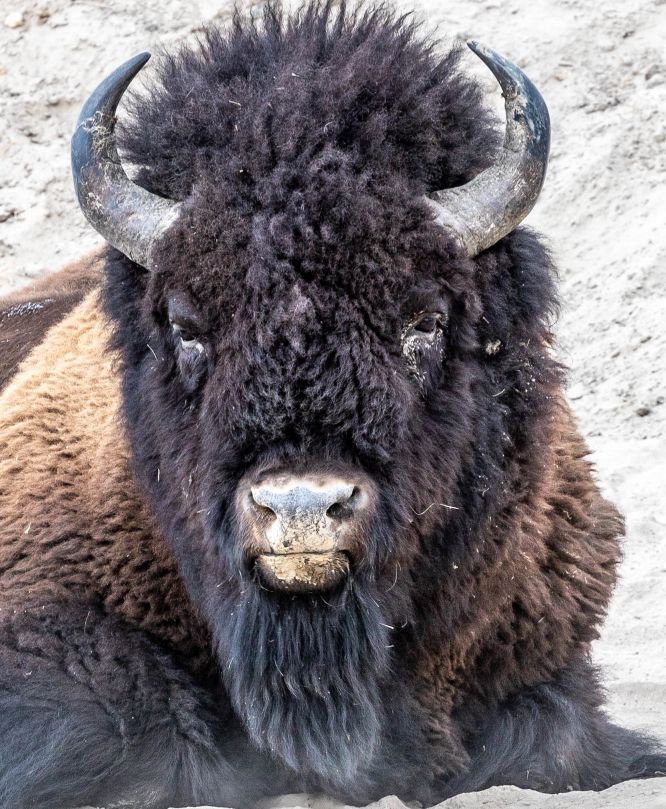 Buf head M