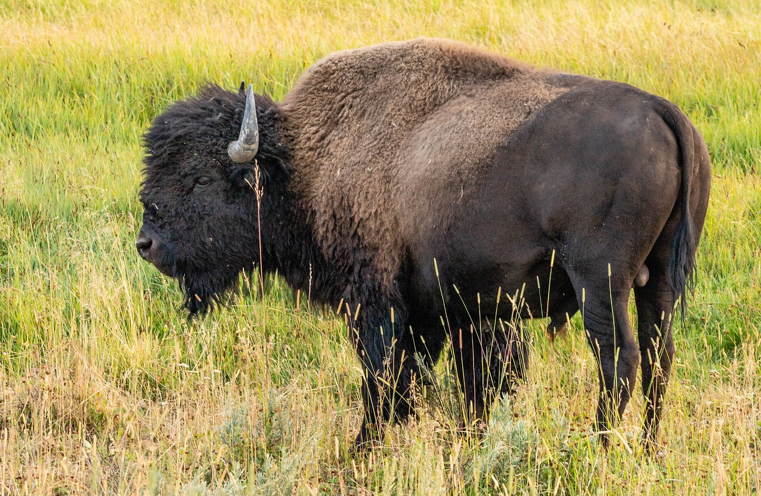 buf