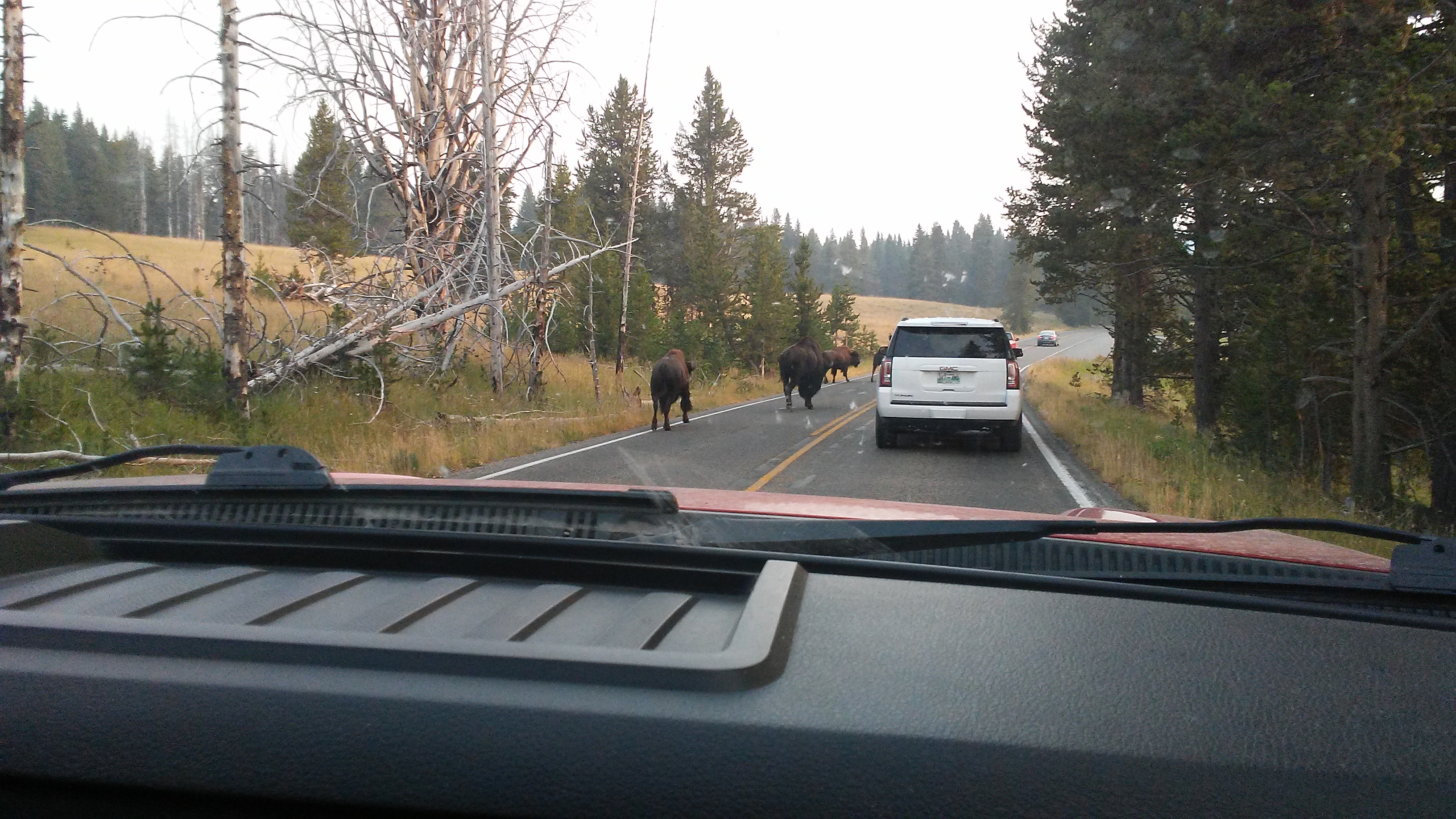 buffalo on road