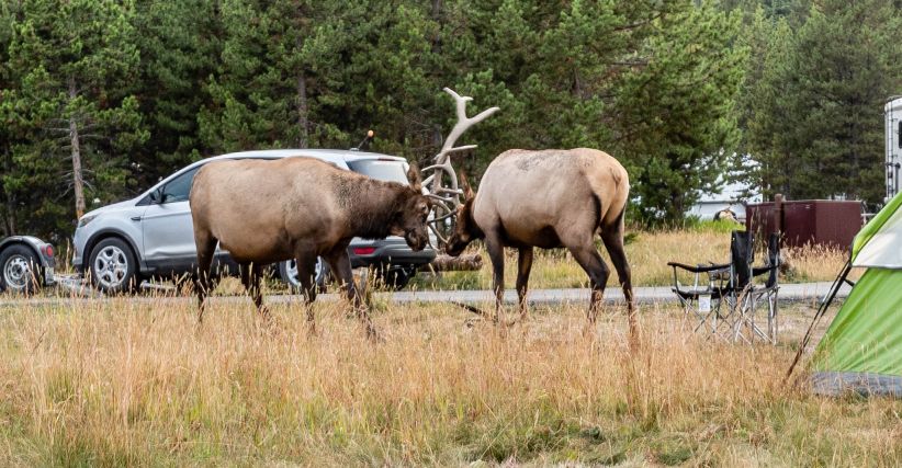 Elk fight M